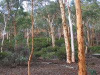 Dryandra Woodland - Ochre Trail